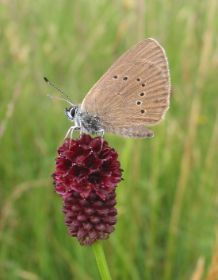 Dunkler Wiesenknopf-Ameisenblä1.jpg