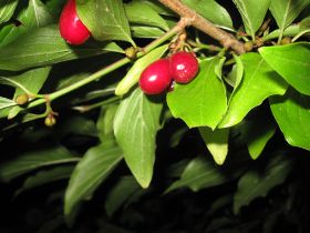 Früchte und Knospen.jpg